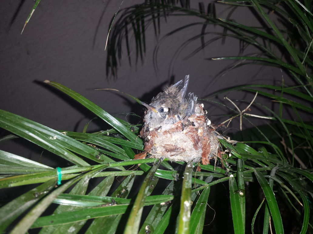 Hummingbirds from backyards and beyond